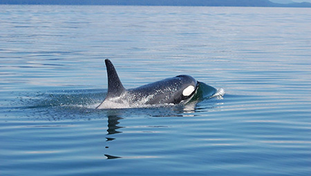 Wonderful whale watching tours in Hoonah Alaska.